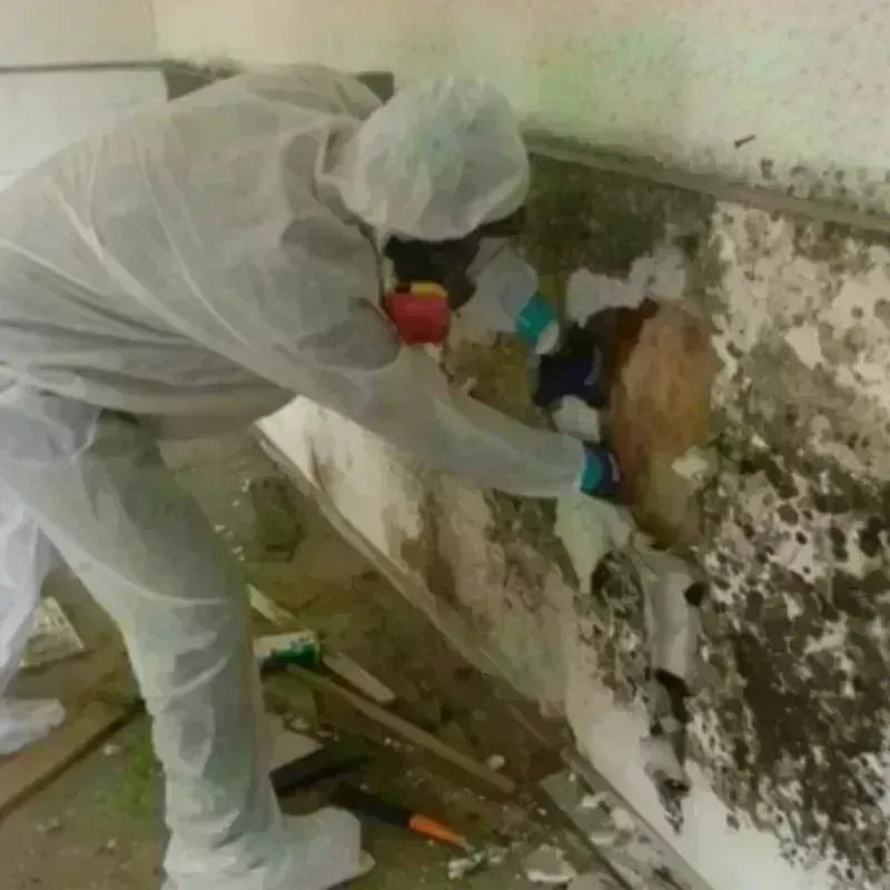 Mold Remediation and Removal in Jersey City, NJ